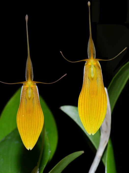 Restrepia brachypus yellow #1