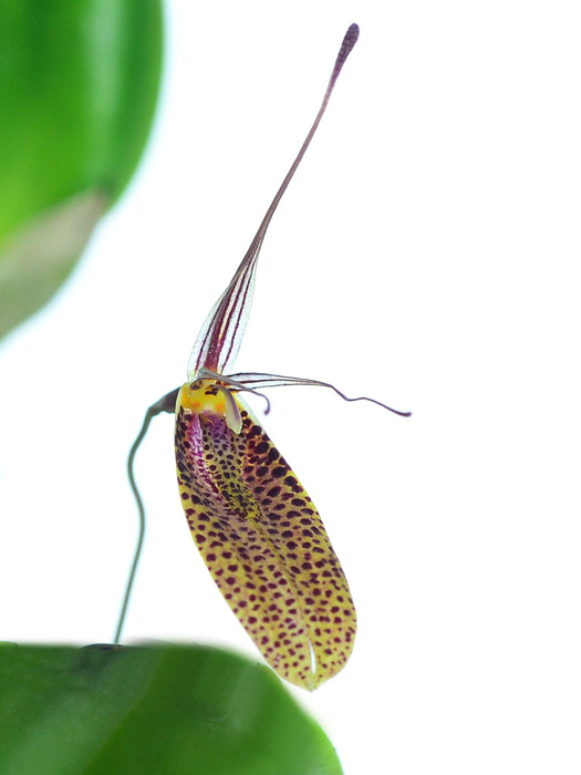 Restrepia citrina