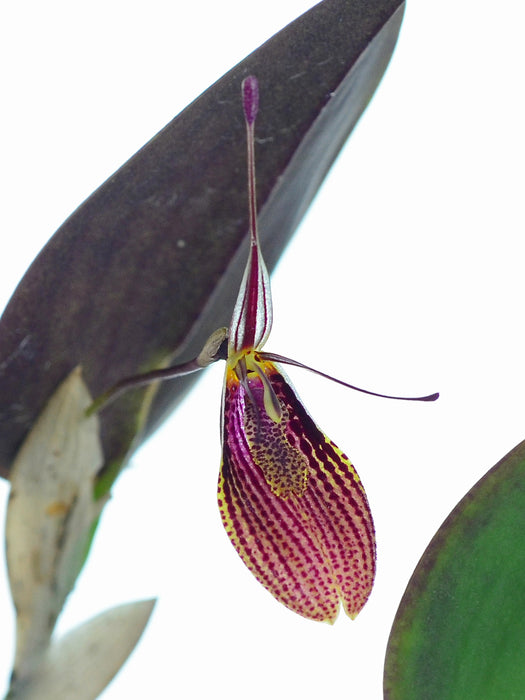 Restrepia elegans red