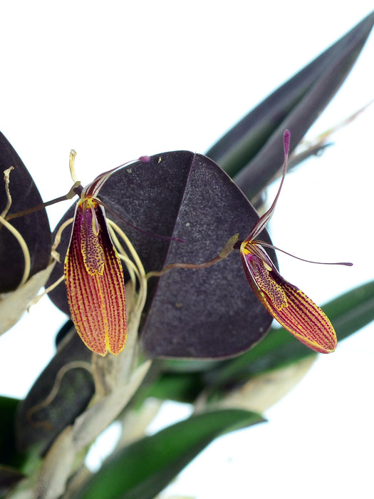 Restrepia elegans