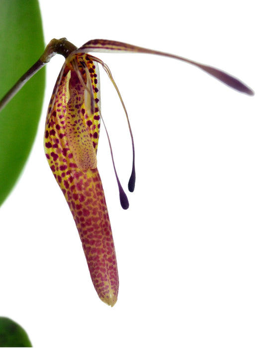 Restrepia ephippium