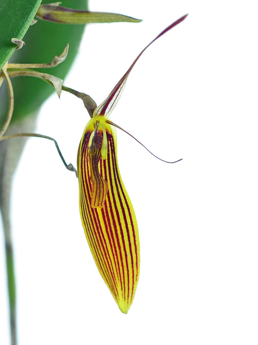 Restrepia falkenbergii