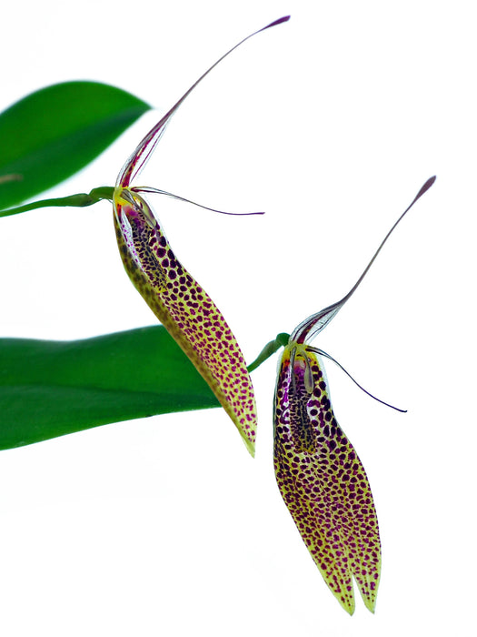 Restrepia guttulata