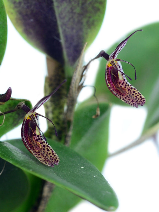 Restrepia howei