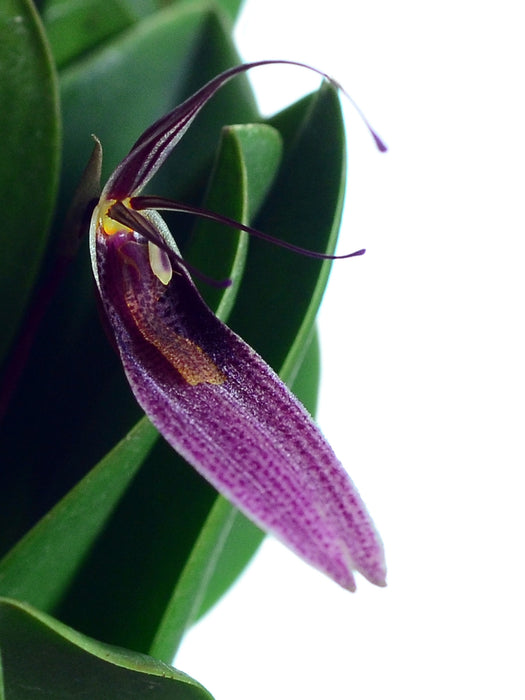 Restrepia lansbergii