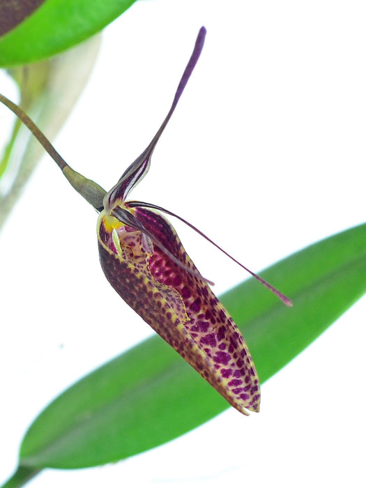 Restrepia pelyx