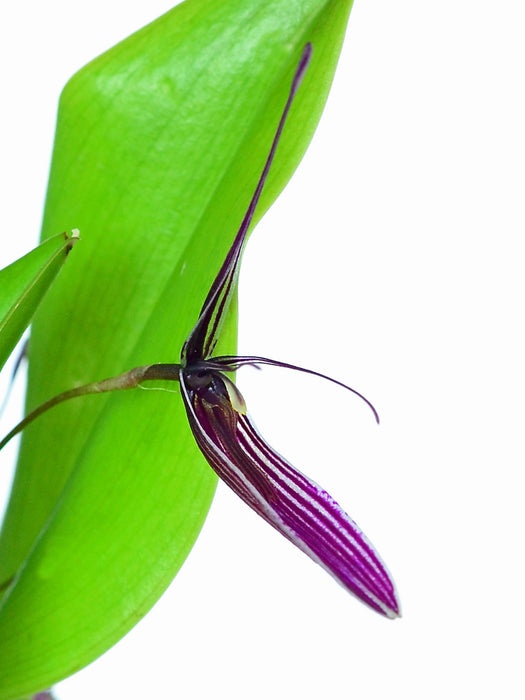 Restrepia purpurea 003115