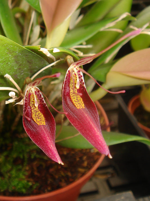 Restrepia purpurea