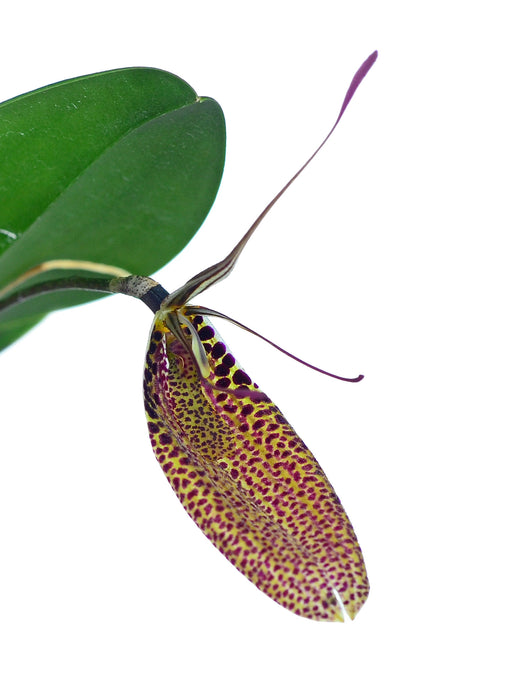 Restrepia sanguinea 'Ecuagenera' 001461