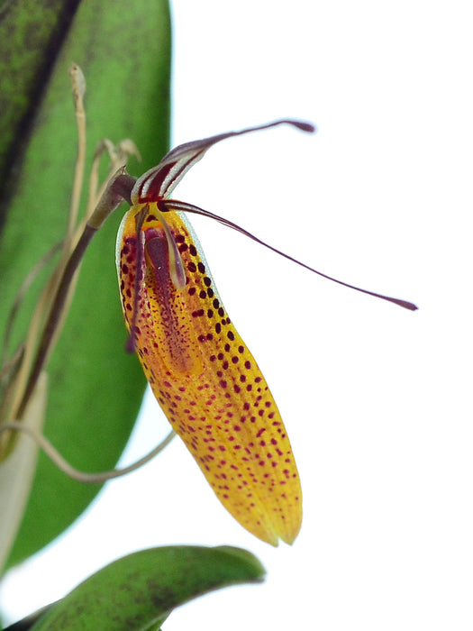 Restrepia tabeae