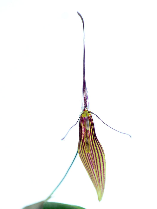 Restrepia trichoglossa