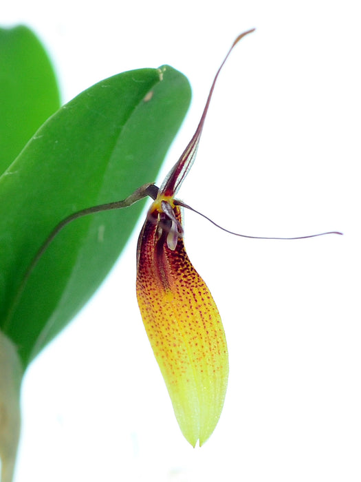 Restrepia trichoglossa xanthina