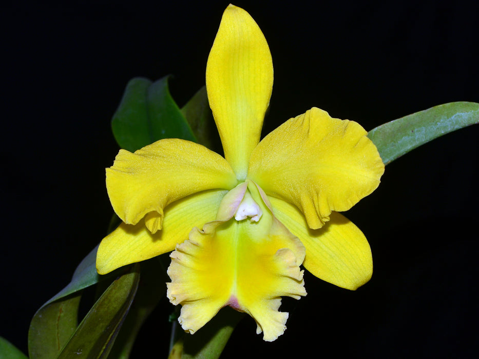 Rhyncholaeliocattleya Ingrid de Portilla