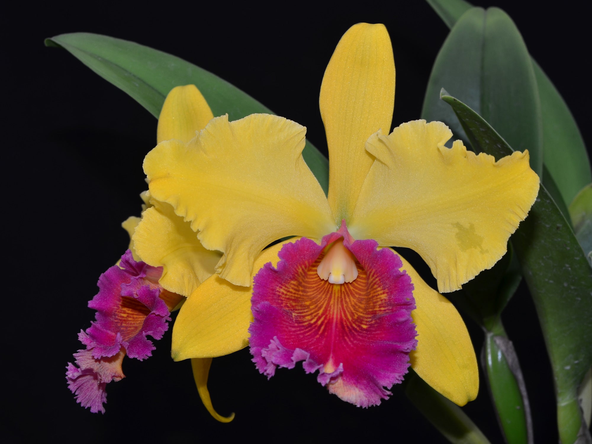 Rhyncholaeliocattleya Eugene Banziger – Fragrant Warm Bicolor
