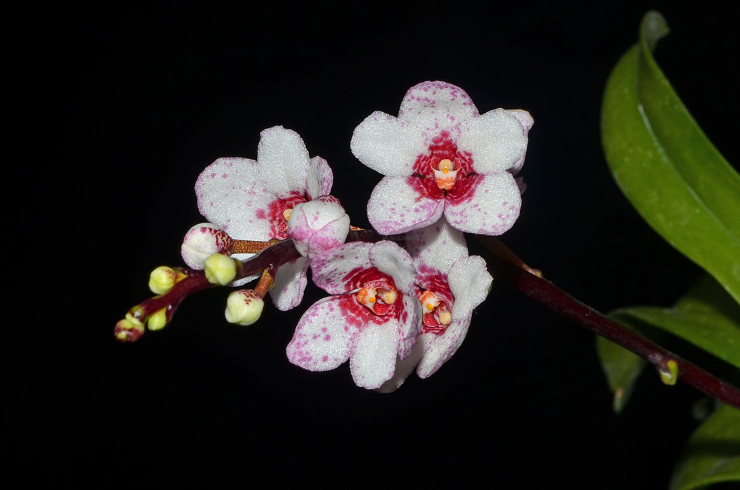 Sarcochilus Yellow Hart