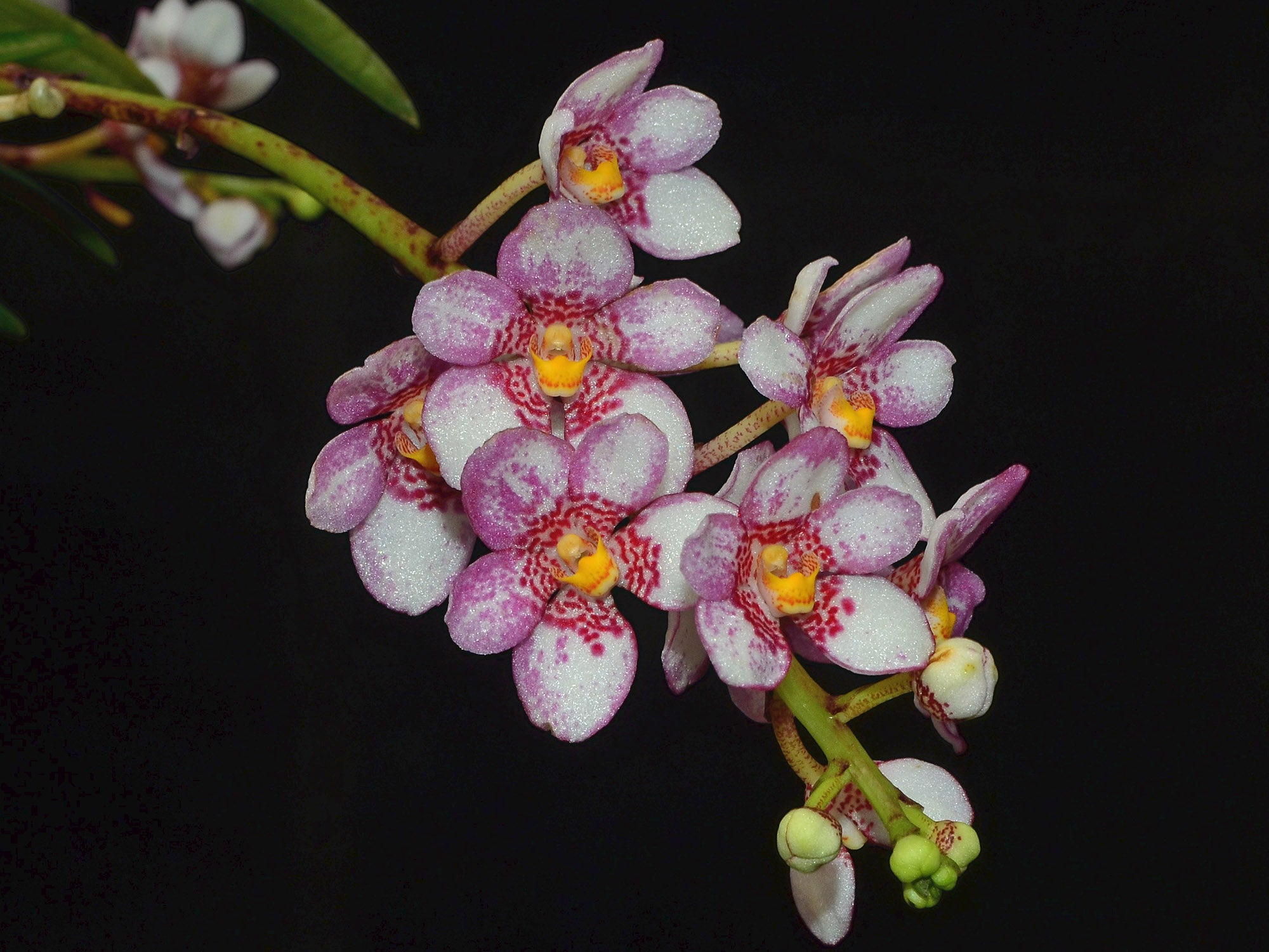 Sarcochilus hartmannii x 'Red Delicious' – Cool Hybrid Rock Orchid