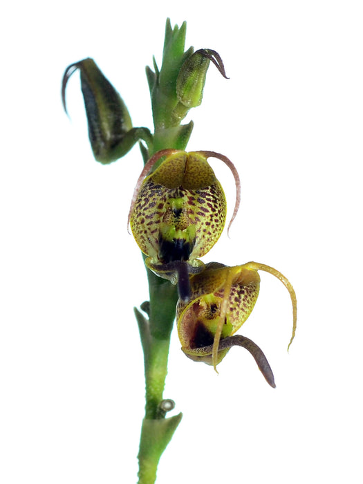 Scaphosepalum antenniferum