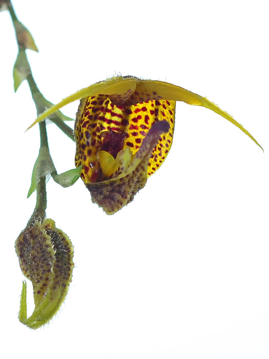 Scaphosepalum beluosum