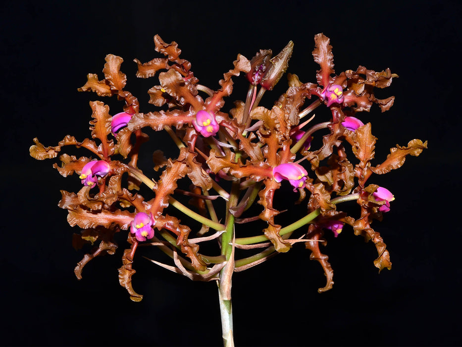 Laelia colombiana