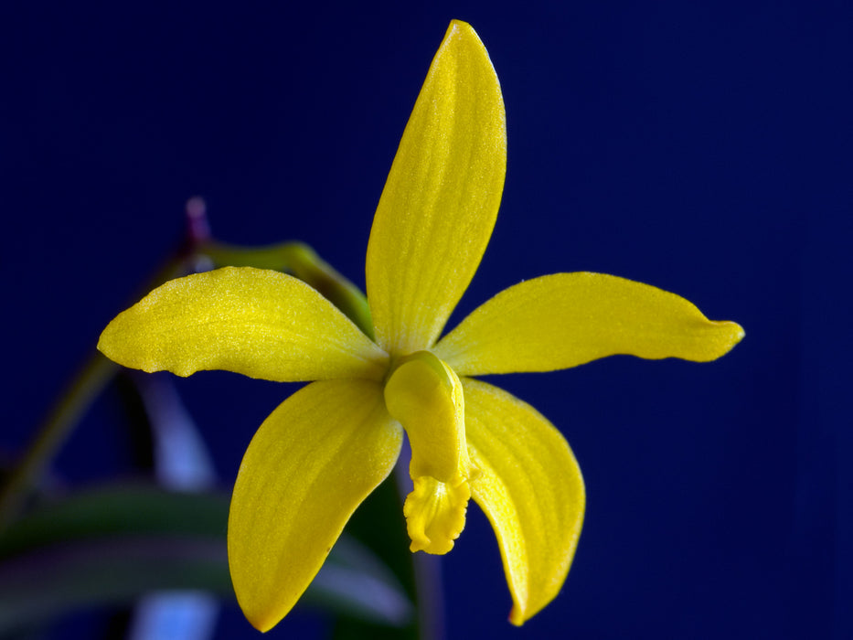 Laelia endsfeldzii