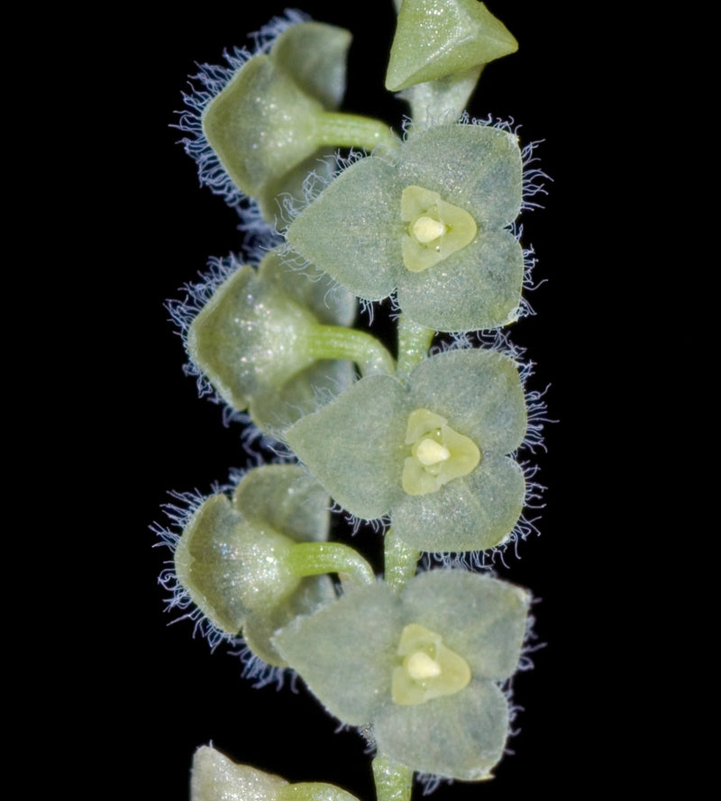 Stelis stevensonii