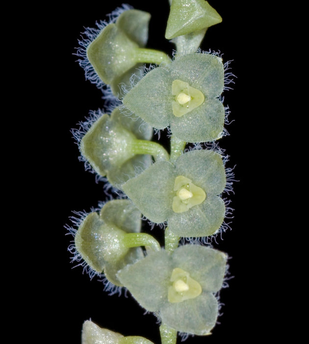 Stelis stevensonii