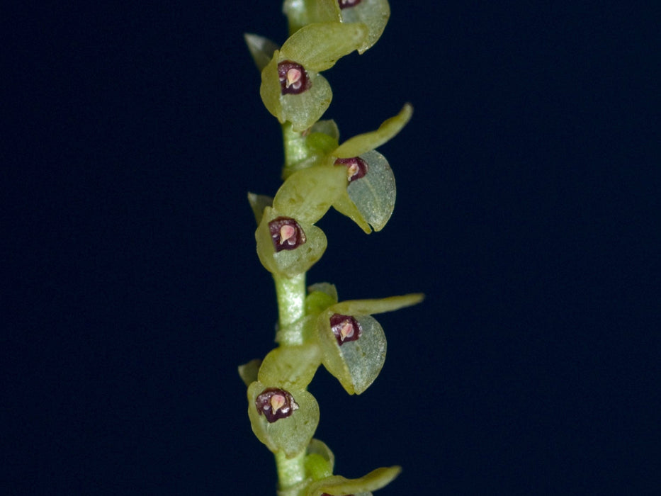 Stelis striolata