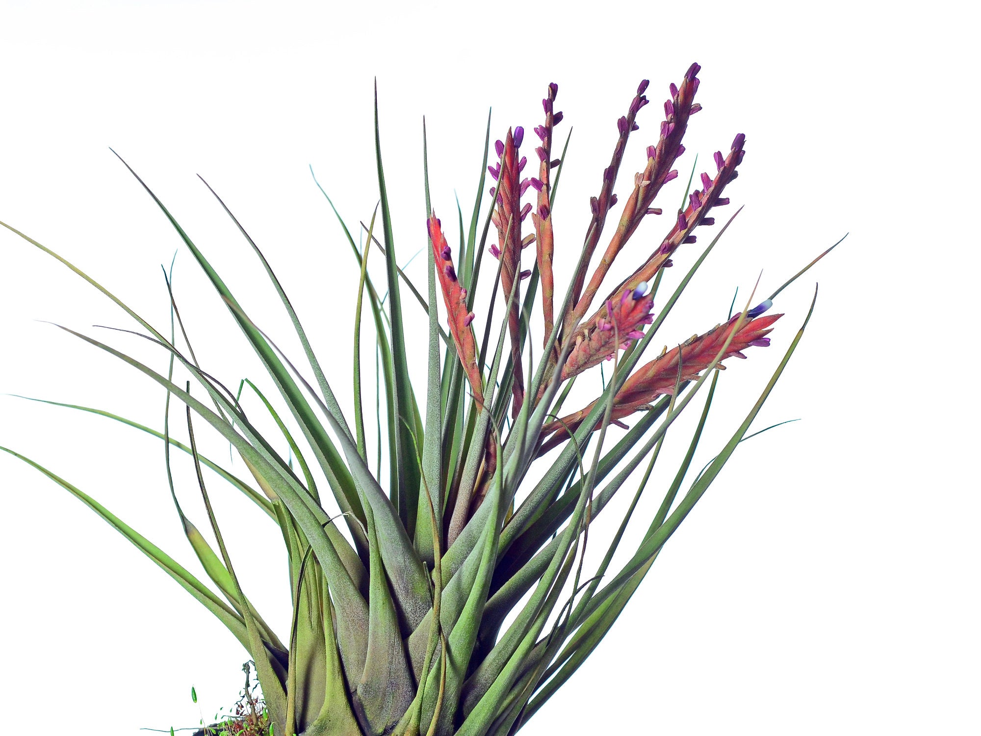 ブロメリア・エアープランツ Tillandsia fragrans from Ecuagenera Tillandsia fragrans — Ecuagenera Orquídeas del Ecuador