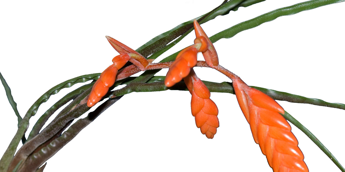 Tillandsia fragrans — Ecuagenera Orquídeas del Ecuador