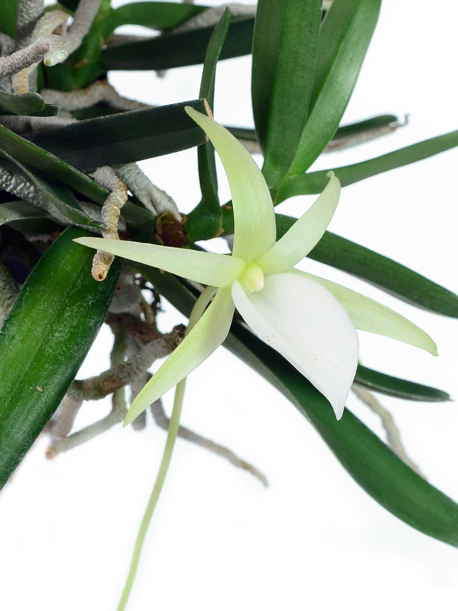 Angraecum didieri – Ecuagenera