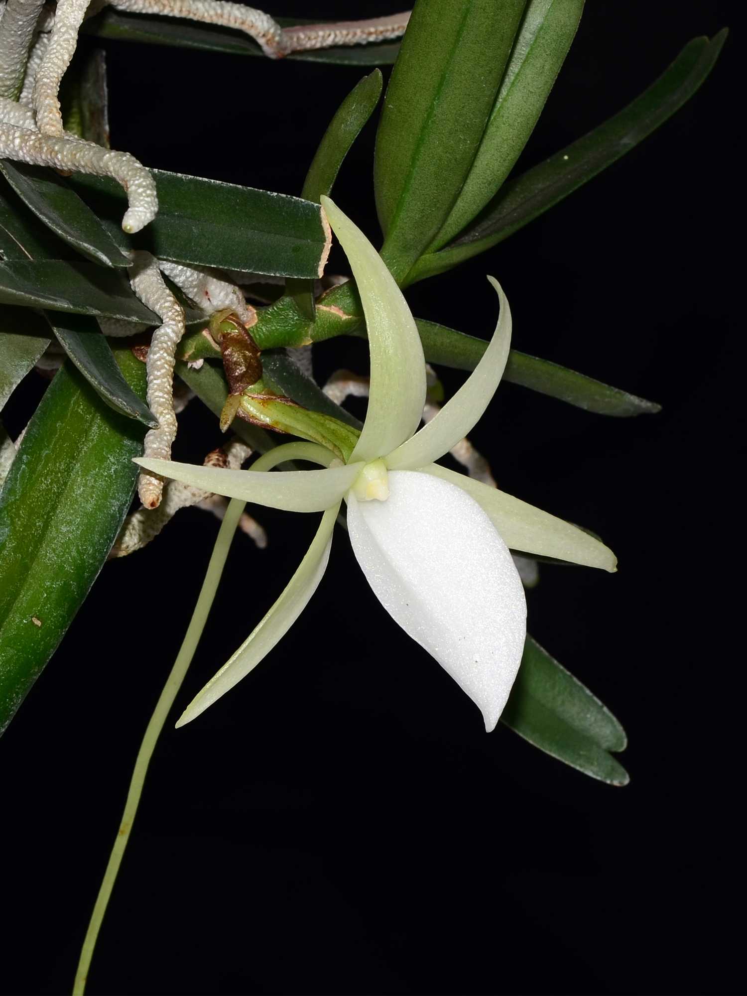 Angraecum didieri – Ecuagenera