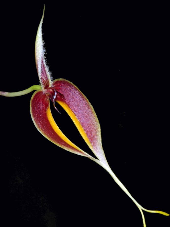 Bulbophyllum maxillare – Ecuagenera