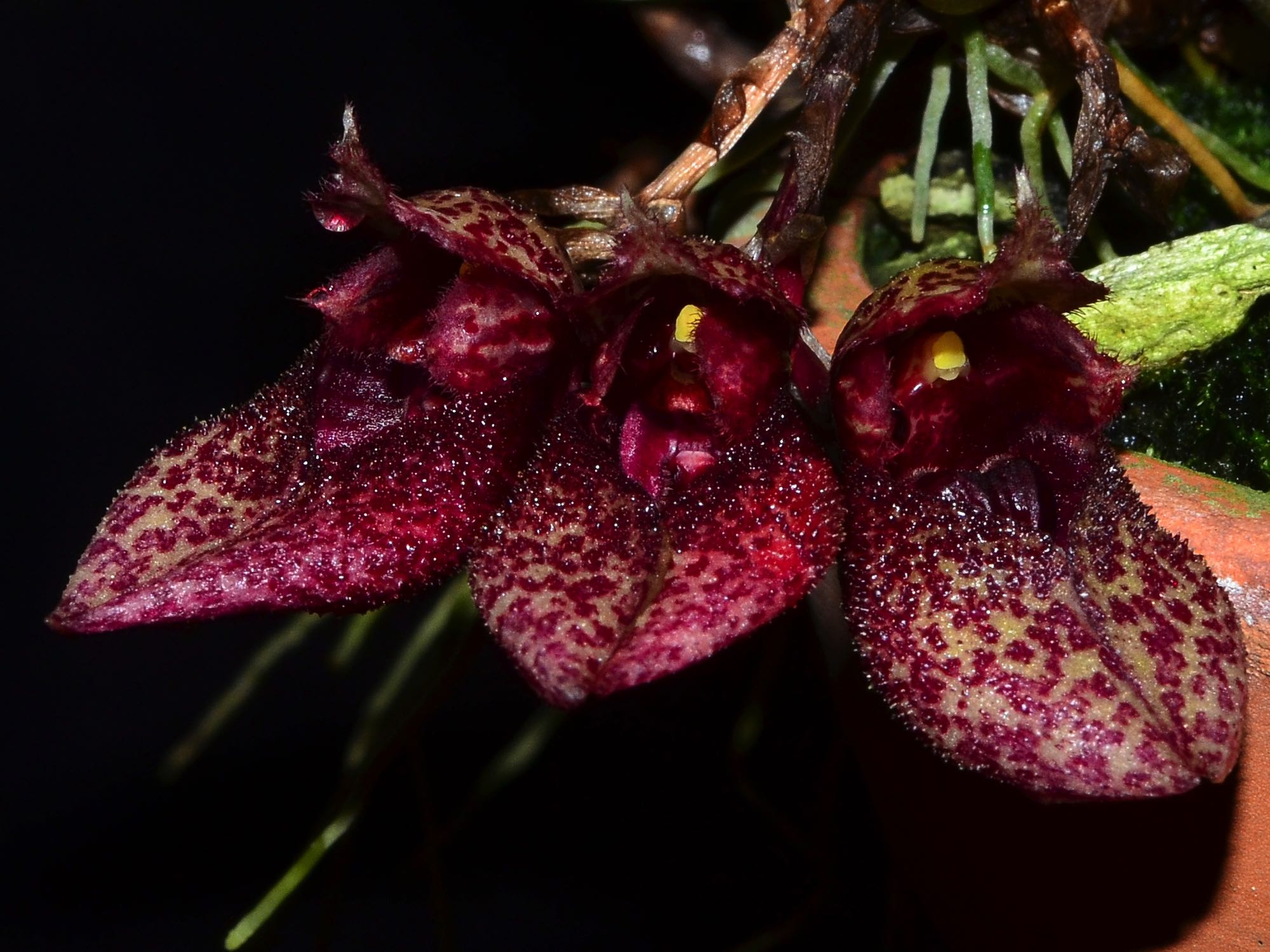 Bulbophyllum frostii – Ecuagenera