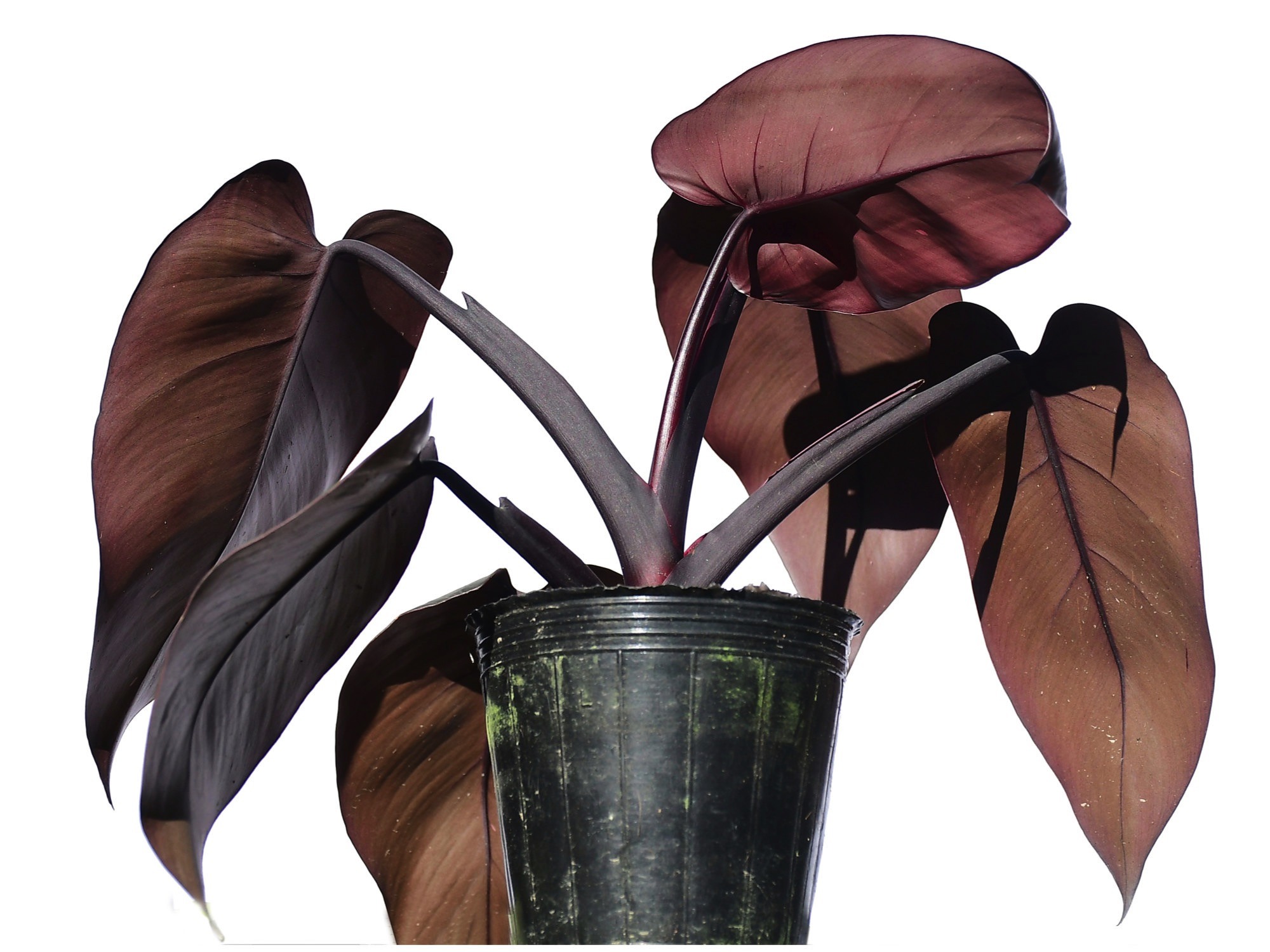 Philodendron Majesty – Ecuagenera