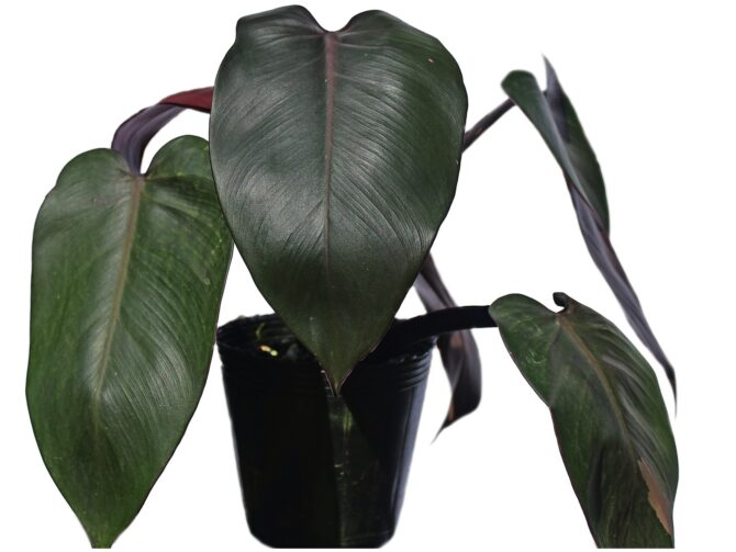 Philodendron Majesty – Ecuagenera