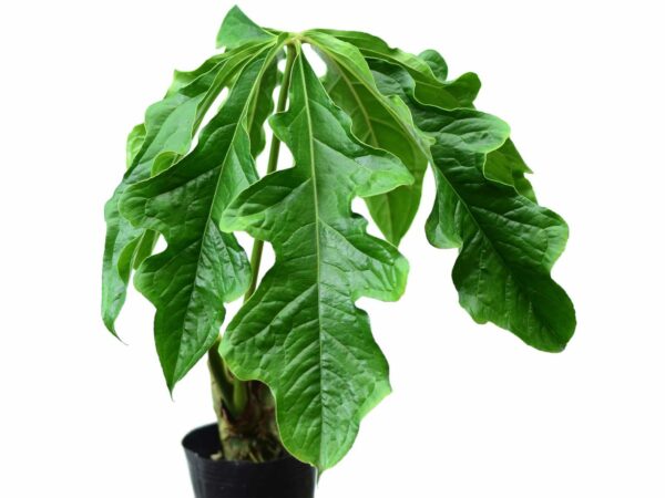 Anthurium Clavigerum Ecuagenera   PRE2024 1 2 Medium 