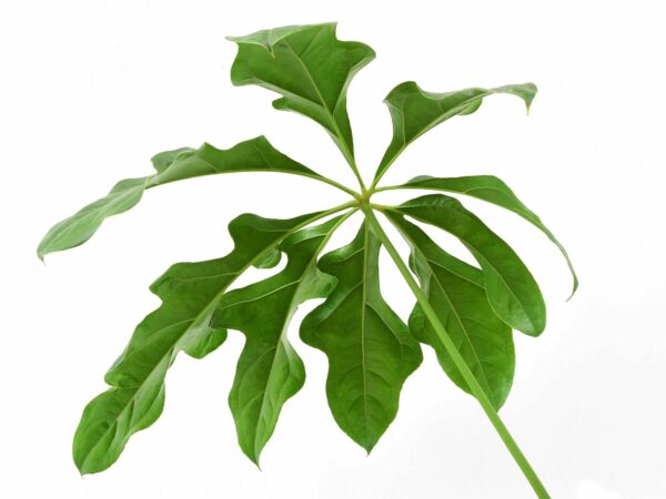 Anthurium Clavigerum Ecuagenera   PRE2024 2 2 Medium 