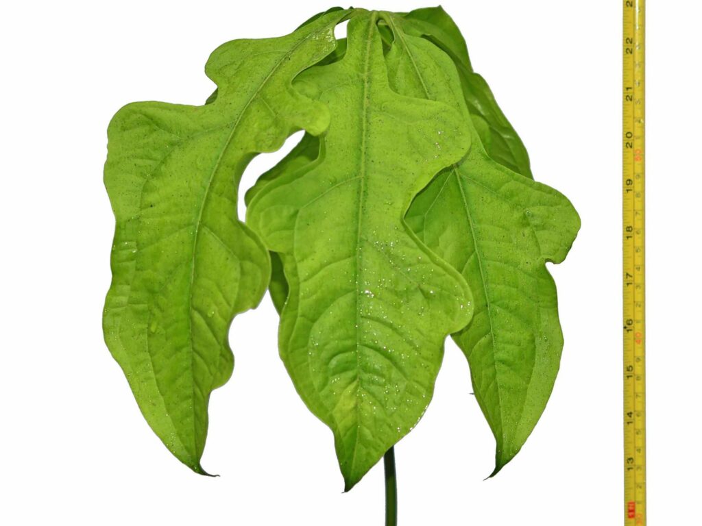 Anthurium Clavigerum Ecuagenera   PRE2024 3 2 Large 