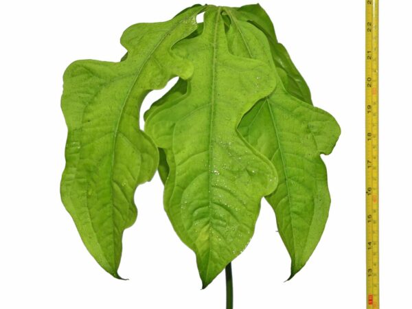 Anthurium Clavigerum Ecuagenera   PRE2024 3 2 Medium 