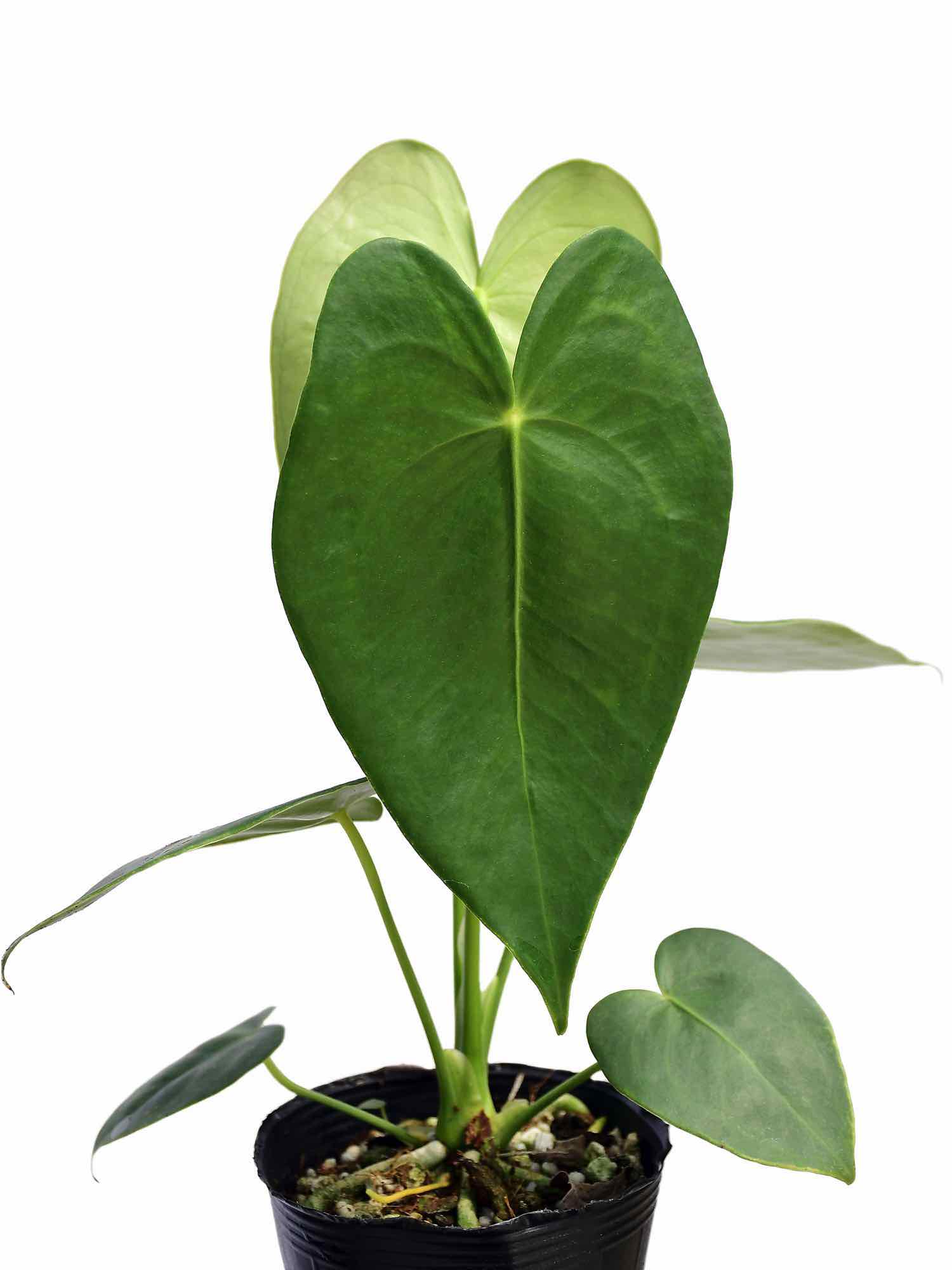 Anthurium corallinum – Ecuagenera