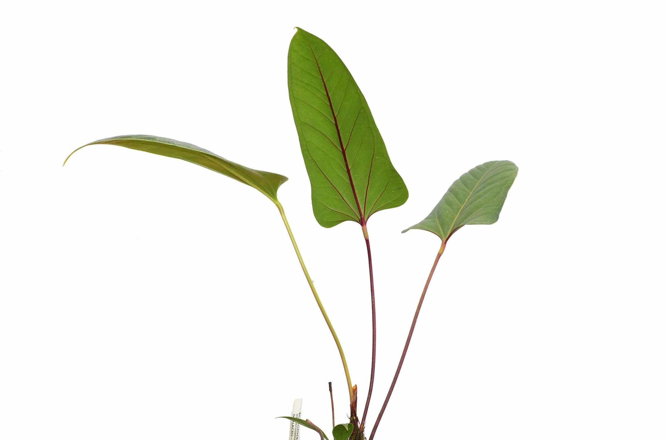 Anthurium insigne Paquishae Rojo – Ecuagenera