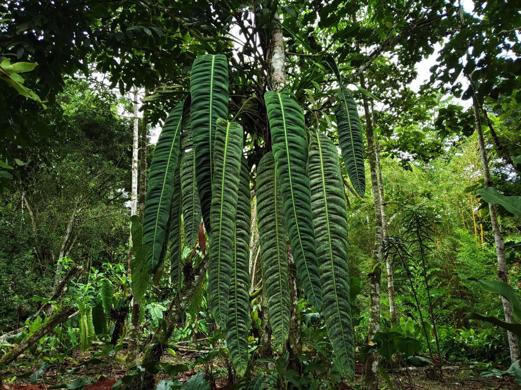 Philodendron patriciae – Ecuagenera