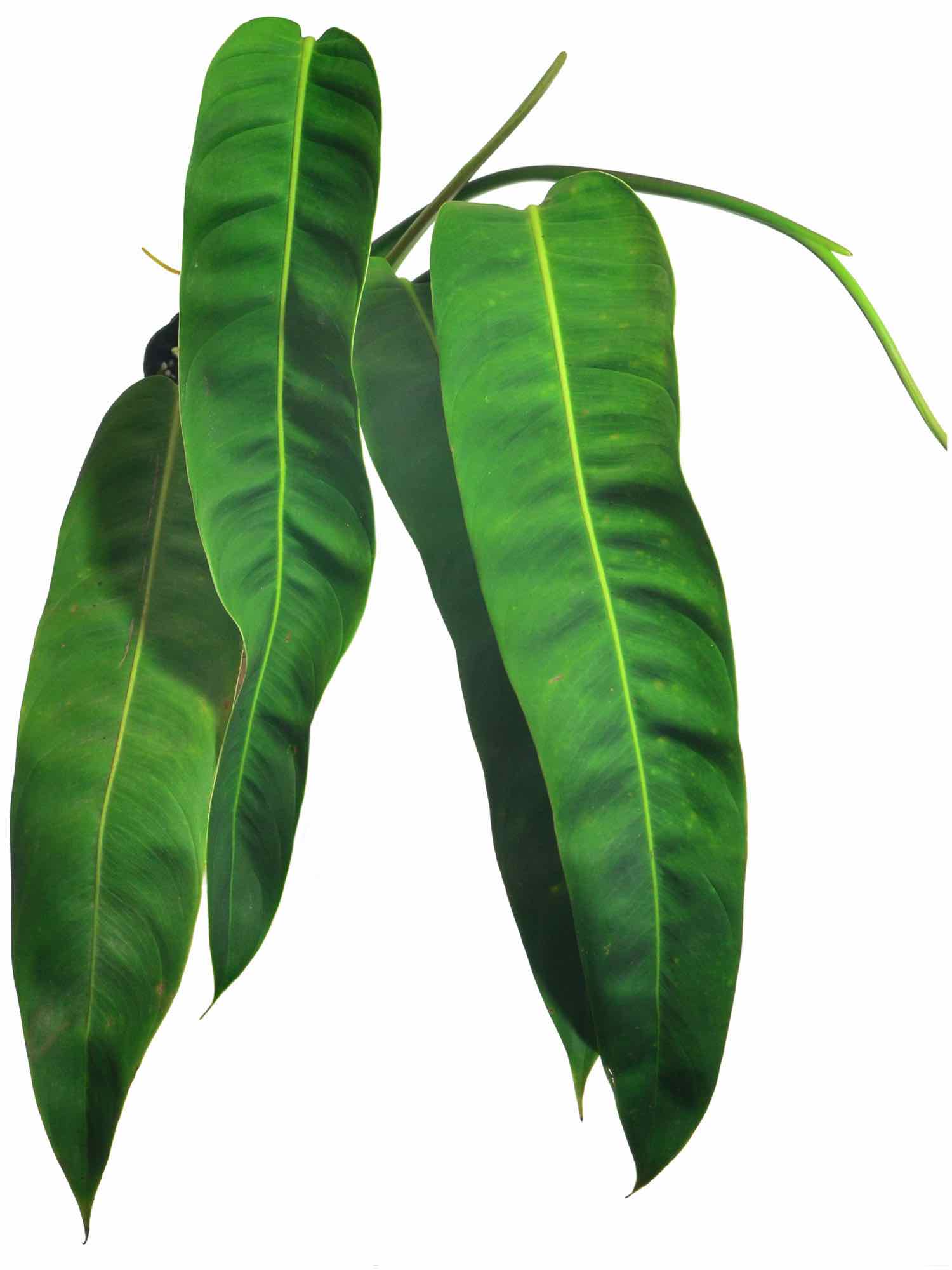 Philodendron patriciae – Ecuagenera