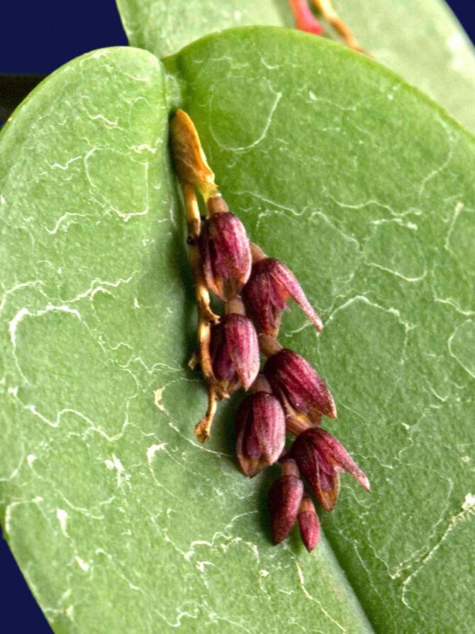 Acianthera Prolifera – Ecuagenera