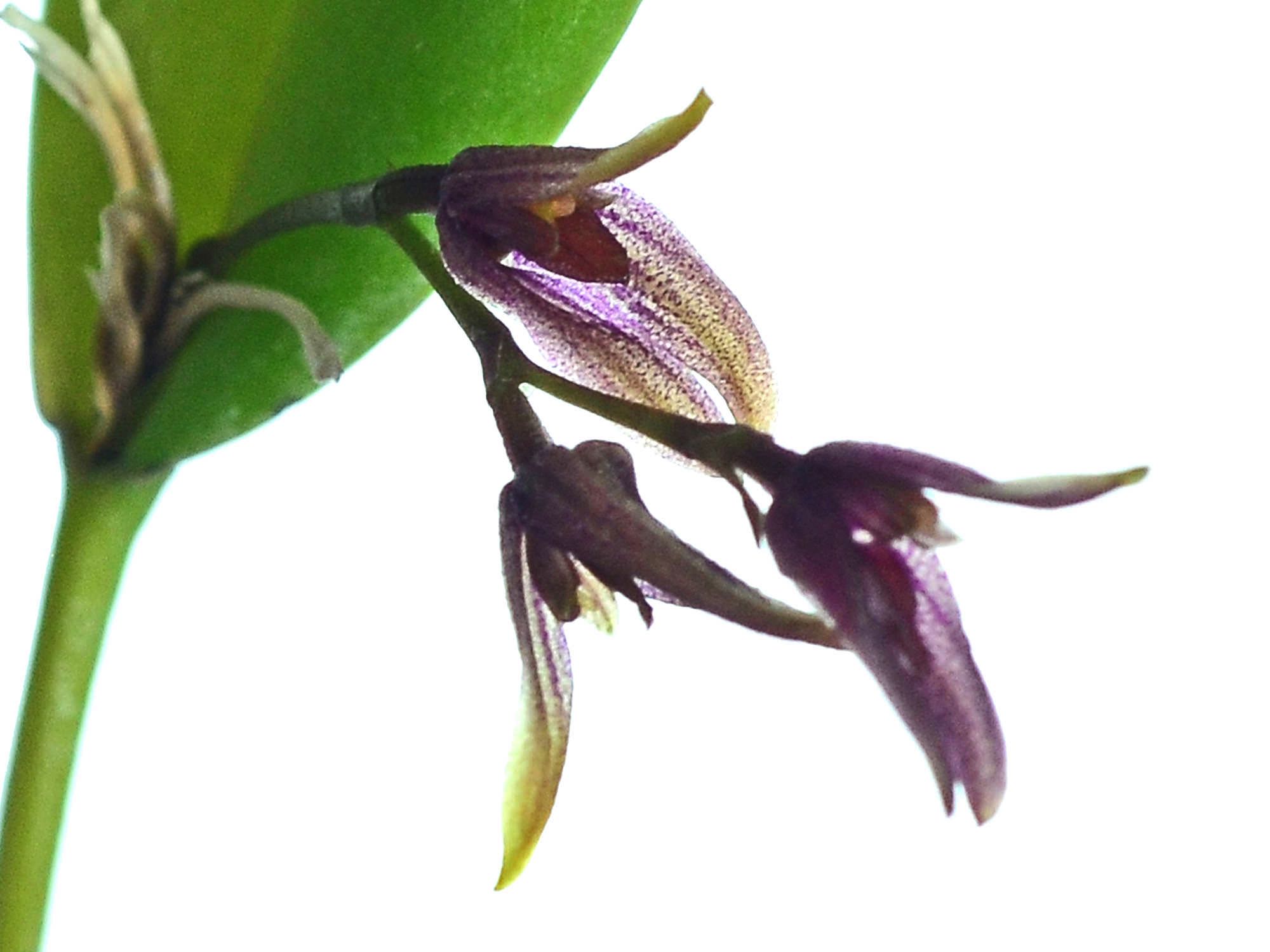 Acianthera pubescens – Ecuagenera