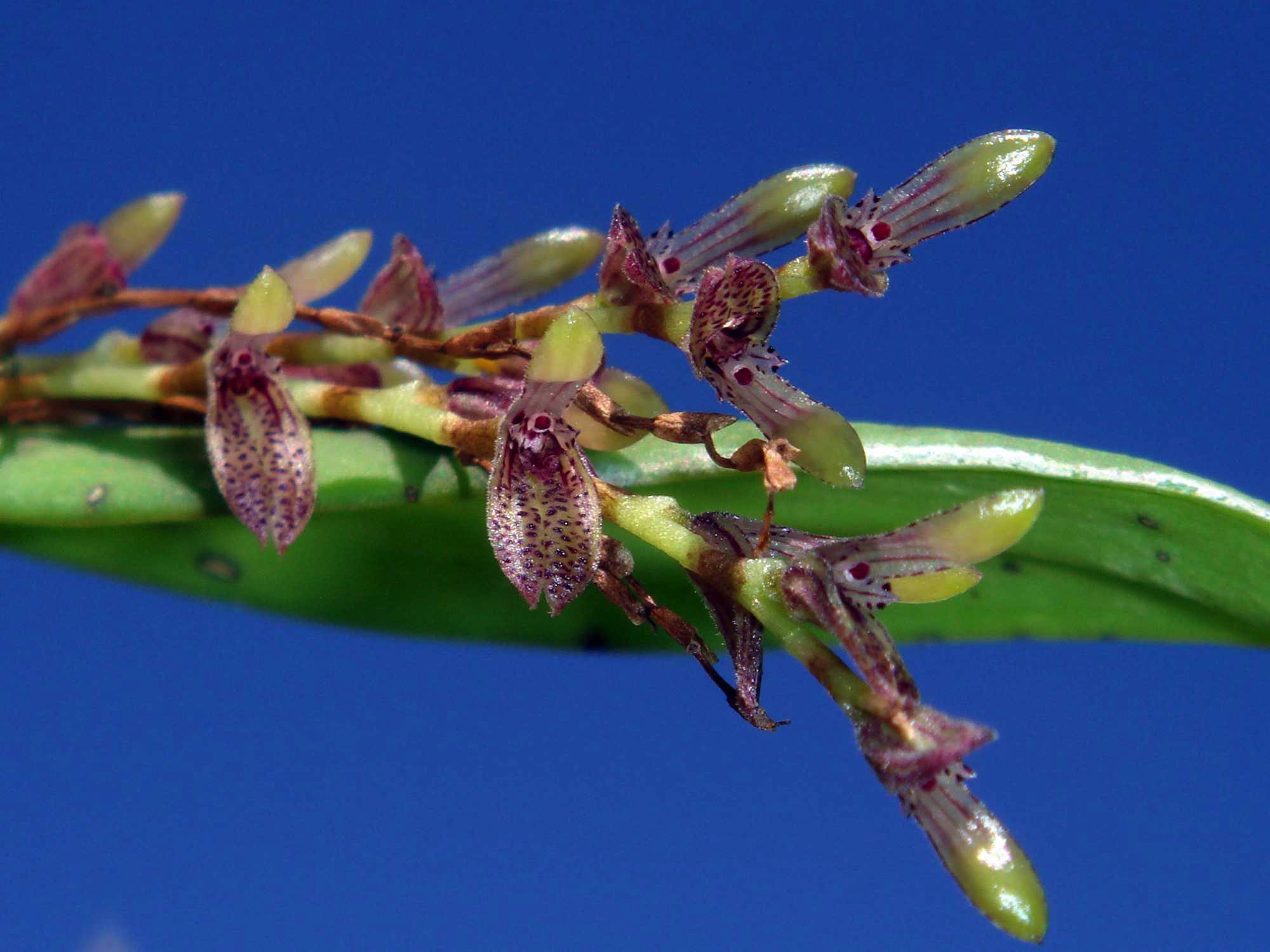 Acianthera pubescens – Ecuagenera