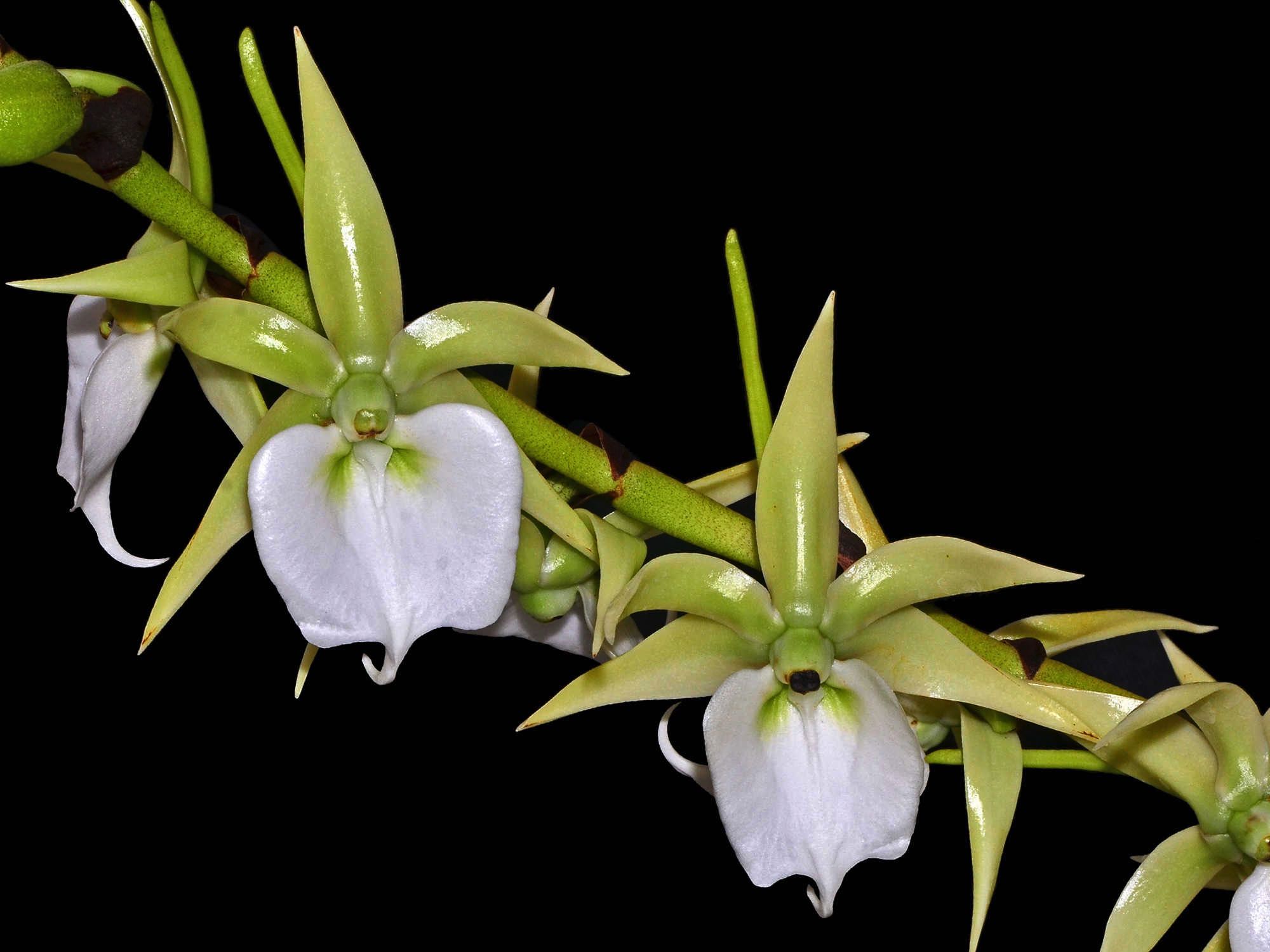 Angraecum Eburneum Subsp. Superbum – Ecuagenera