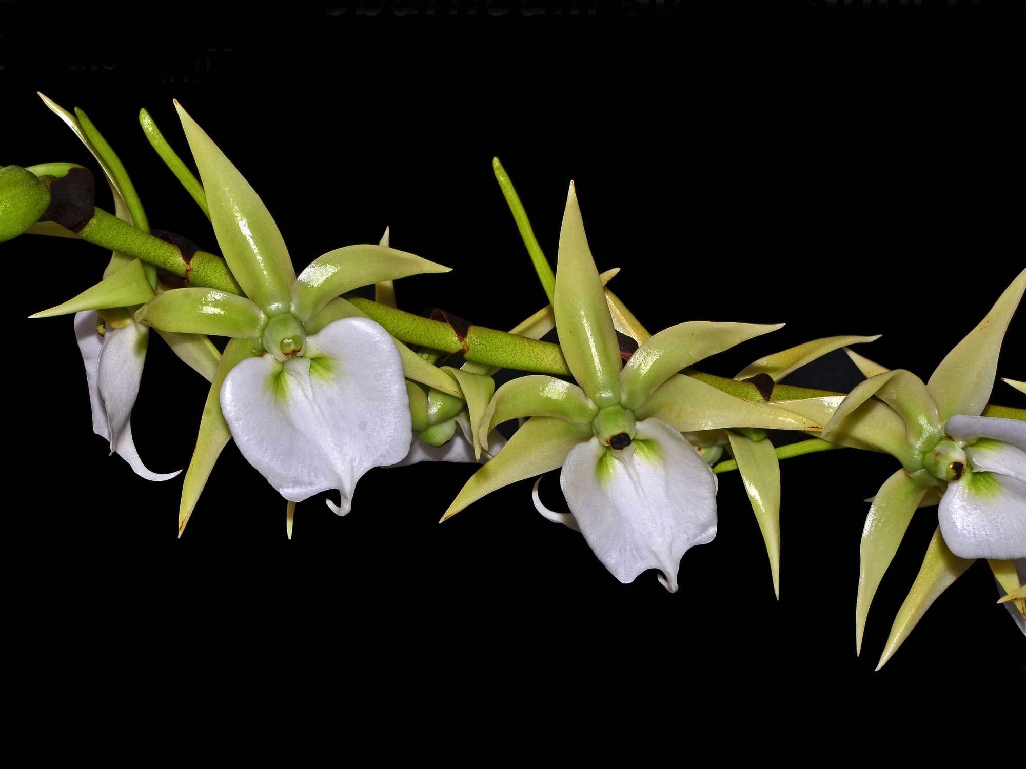 Angraecum eburneum subsp. superbum – Ecuagenera