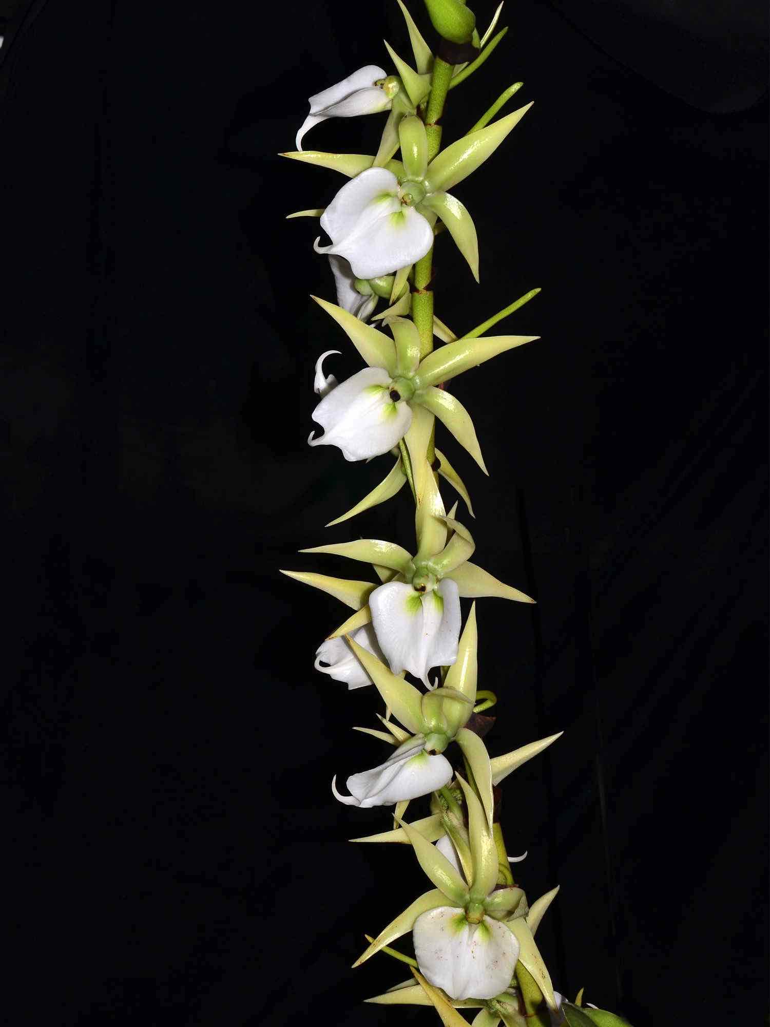 Angraecum eburneum subsp. superbum – Ecuagenera